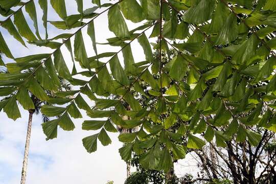 Image of Caryota obtusa Griff.