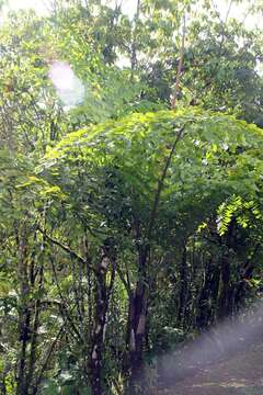 Image of Caryota obtusa Griff.