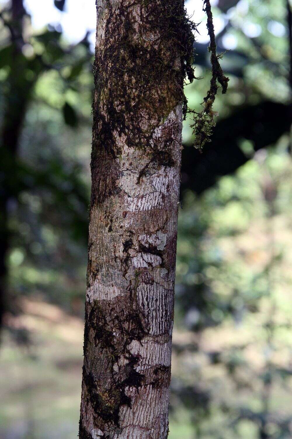 Image de Terminalia amazonia