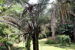 Image of Ouricury palm