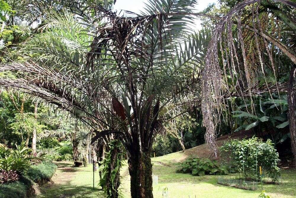 Imagem de Syagrus coronata (Mart.) Becc.