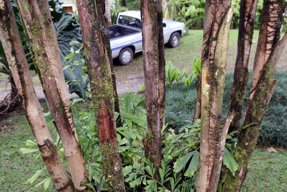 Image of Burmese fishtail palm