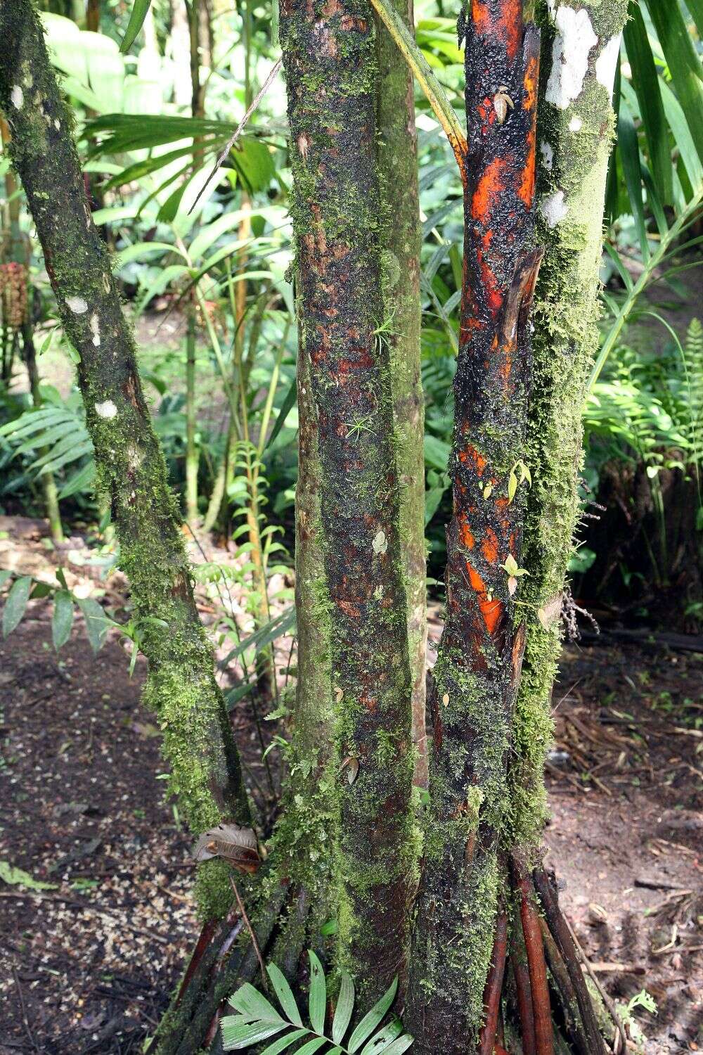 Image of Areca vestiaria Giseke