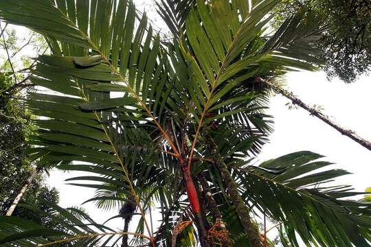 Image of Areca vestiaria Giseke