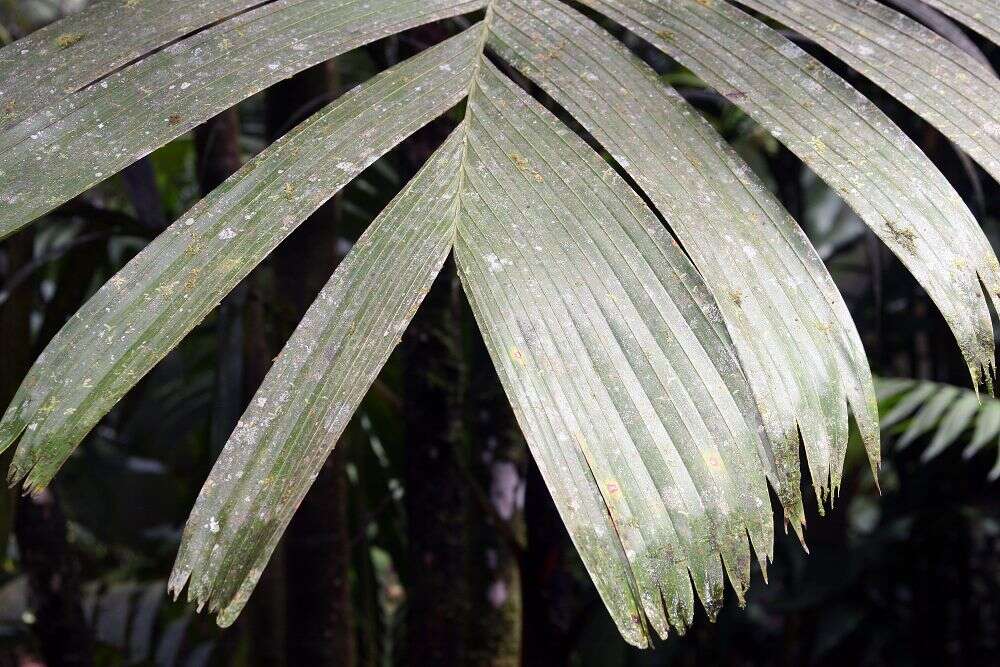 Image of Areca vestiaria Giseke