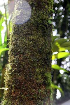 Image de Calyptronoma plumeriana (Mart.) Lourteig