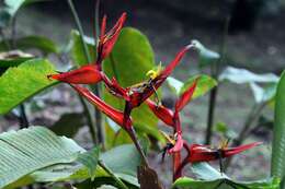 Image of Heliconia tortuosa Griggs