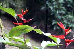 Image of Heliconia tortuosa Griggs