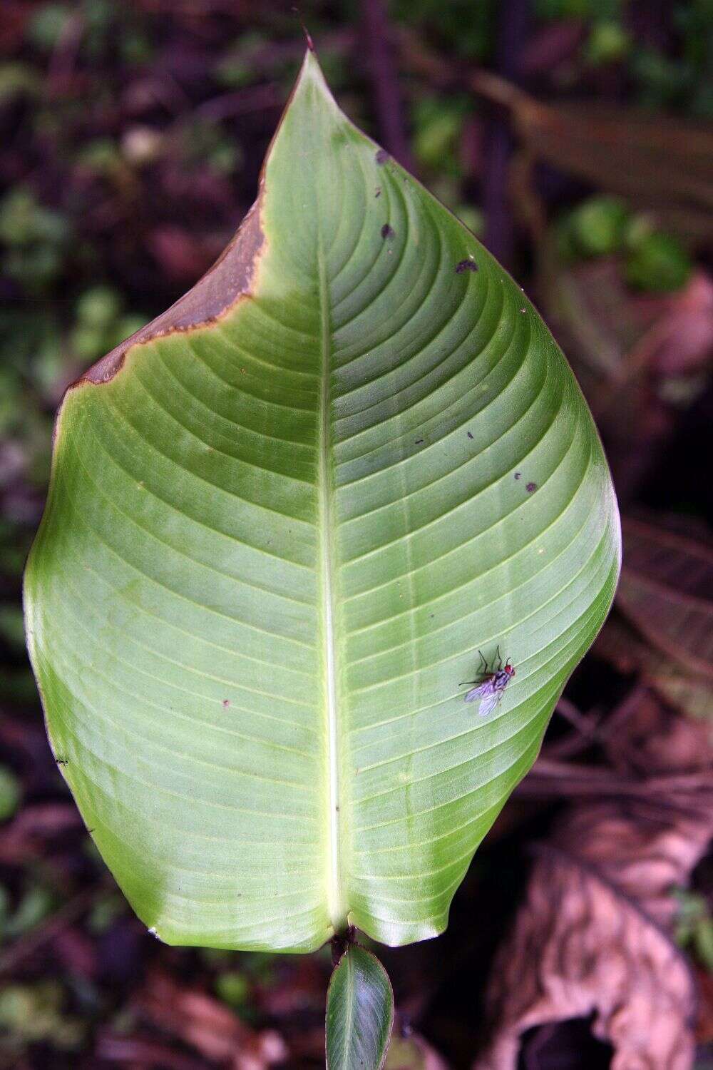 Image of Heliconia tortuosa Griggs