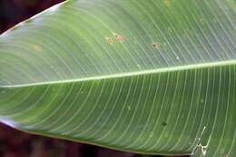 Image of Heliconia tortuosa Griggs