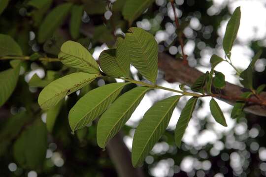 Image of guava