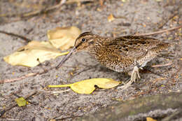 Image of Snares Snipe