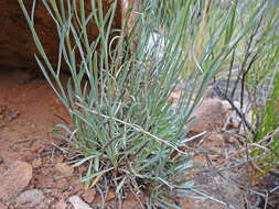 Image of Utah fleabane