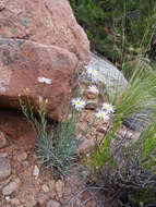 Image of Utah fleabane