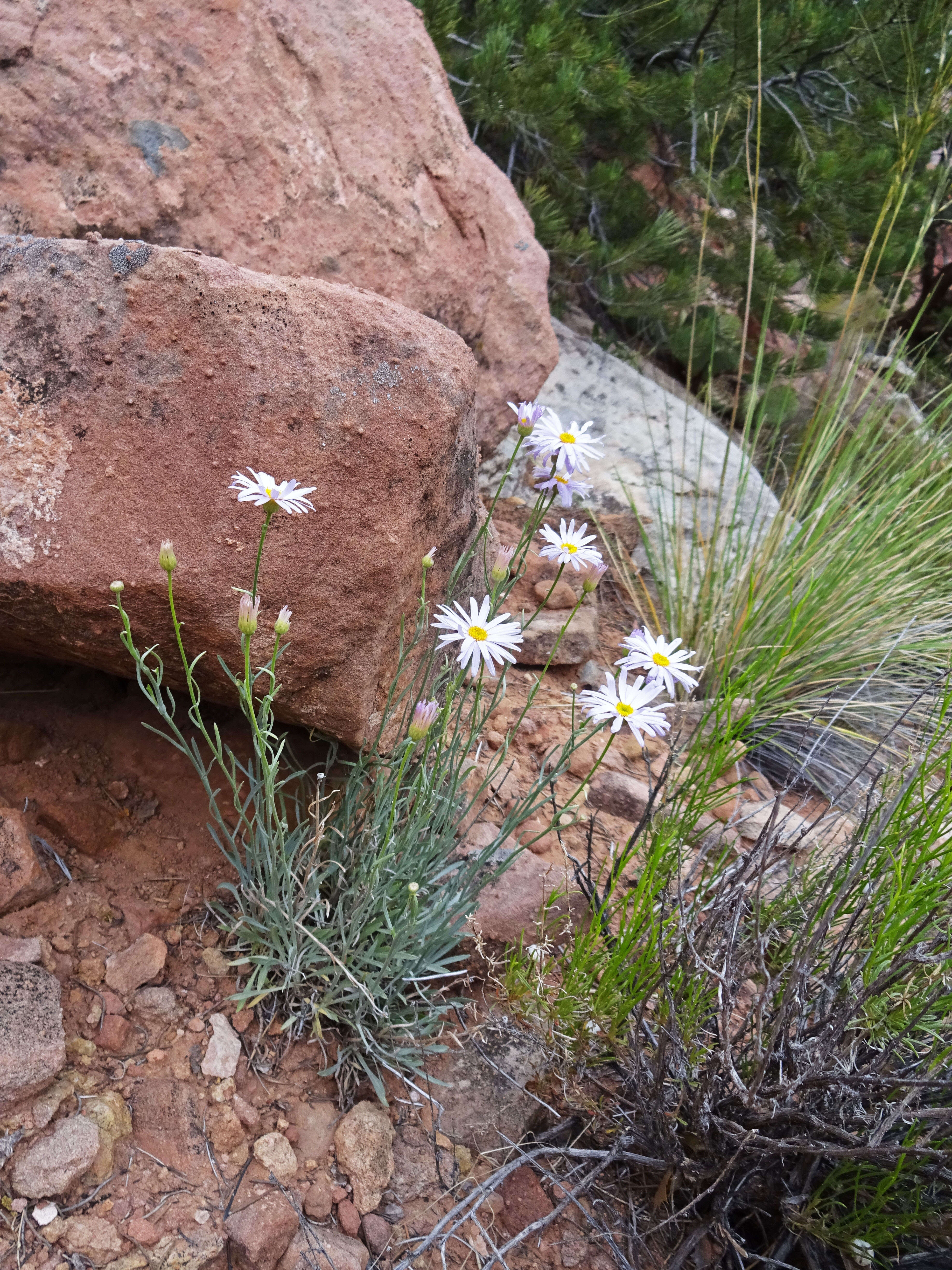 Image of Utah fleabane