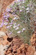 Image of Utah fleabane