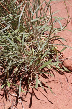 Image of Utah fleabane