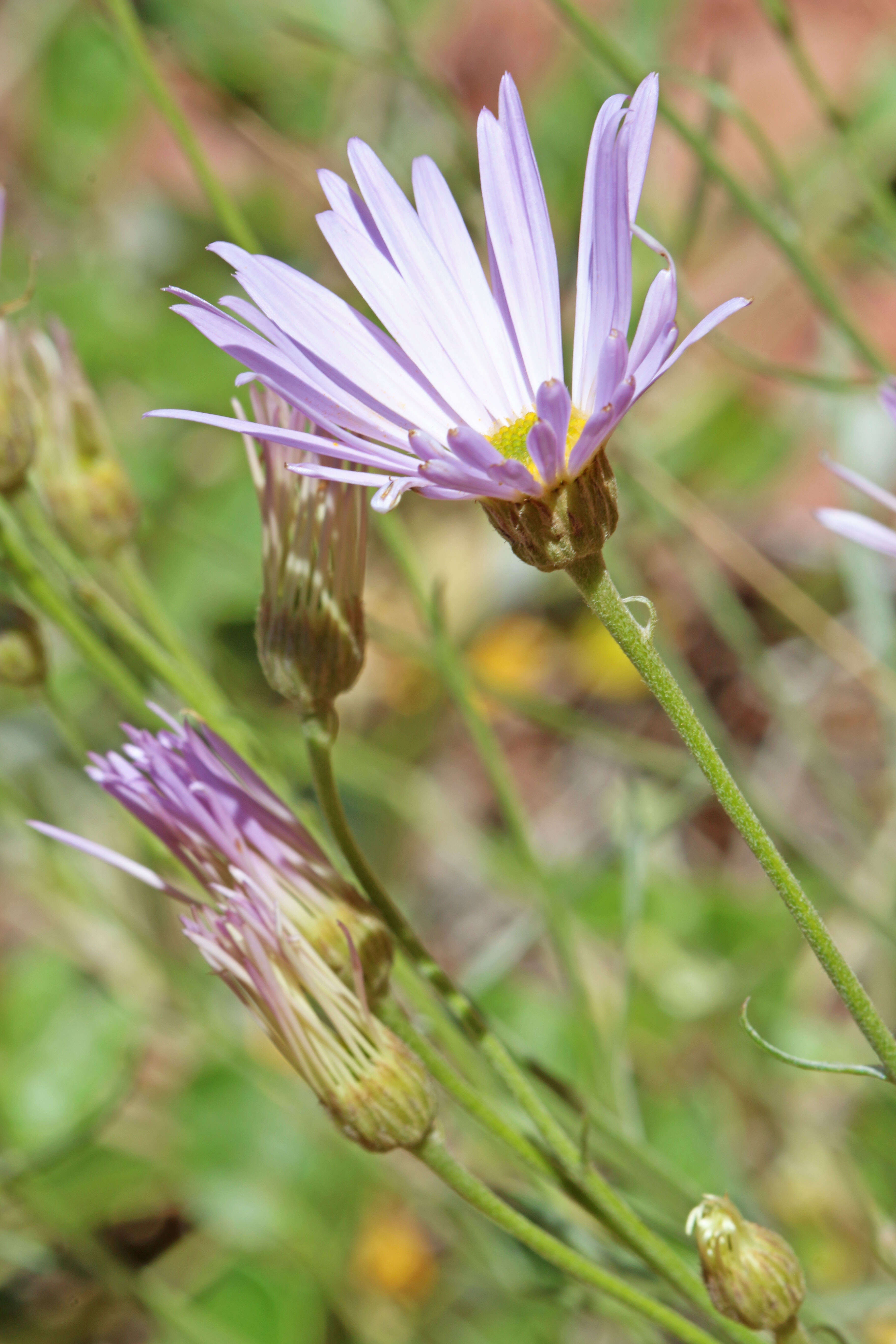 Image of Utah fleabane