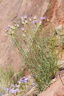 Image of Utah fleabane