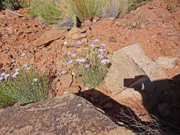 Image of Utah fleabane