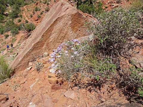 Image of Utah fleabane