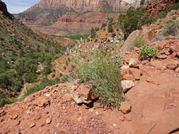 Image of Utah fleabane