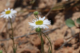 Sivun Erigeron canaani S. L. Welsh kuva