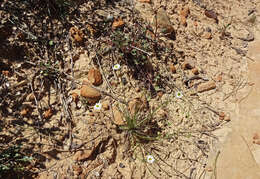 Sivun Erigeron canaani S. L. Welsh kuva