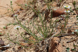 Sivun Erigeron canaani S. L. Welsh kuva