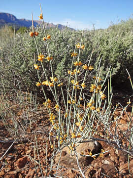 Image of Gray Ephedra