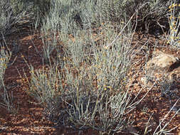 Image of Gray Ephedra