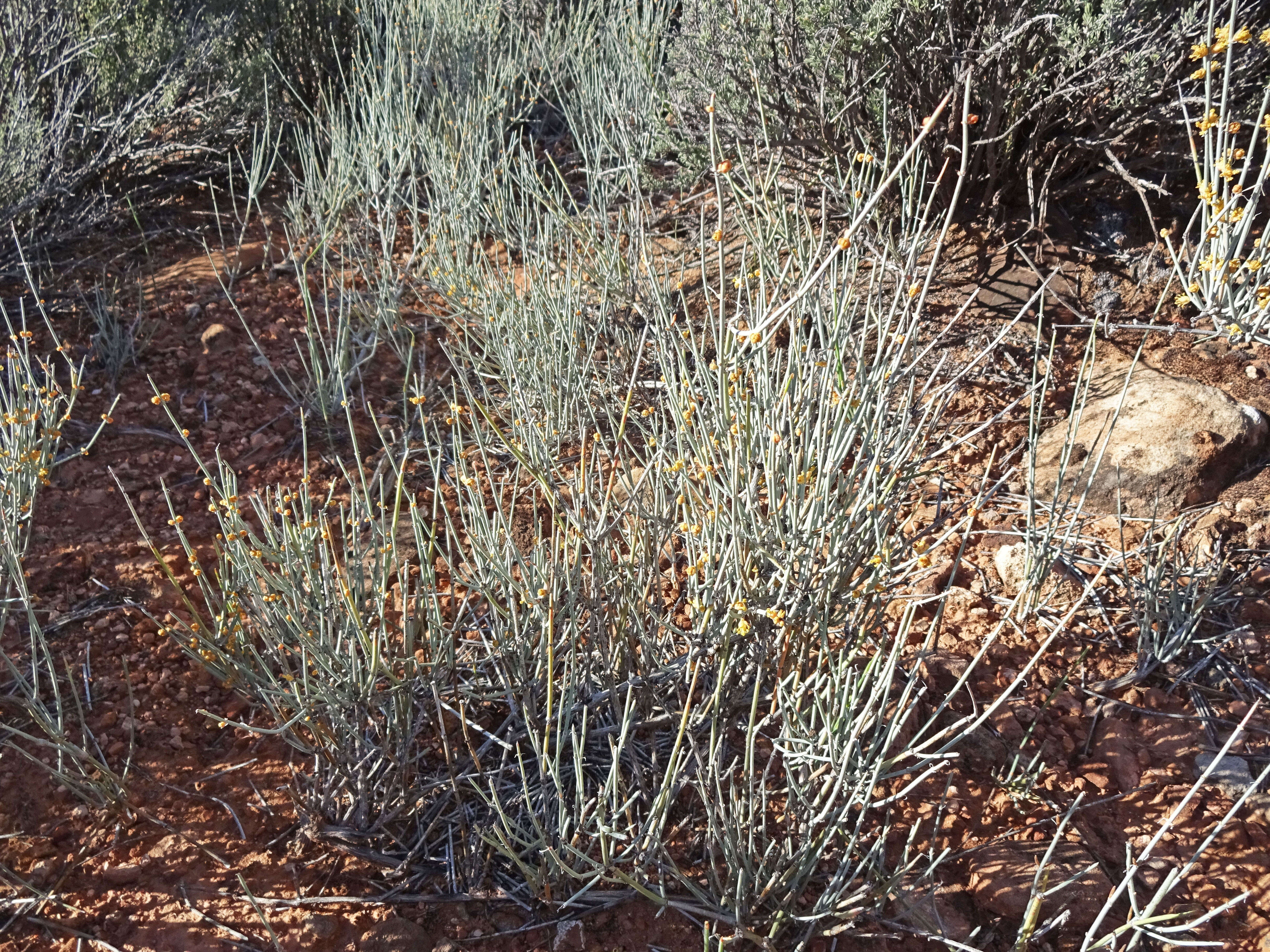 Image of Gray Ephedra