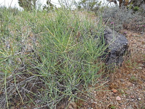 Image of Gray Ephedra