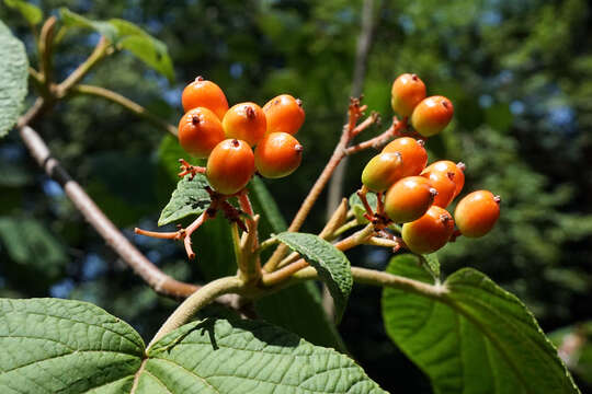 Imagem de Viburnum furcatum Bl. ex Hook. fil. & Thoms.