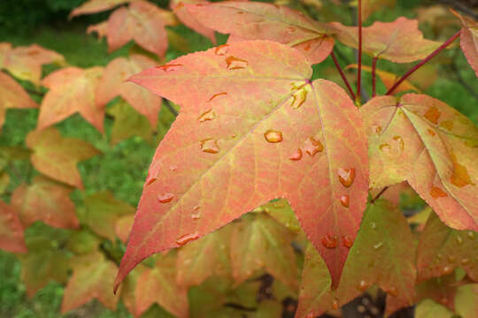 Image of Liquidambar acalycina H. T. Chang