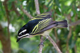 Image of Yellow-rumped Tinkerbird