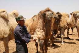 Image of Bactrian camel