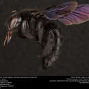 Image of Mexican Carpenter Bee