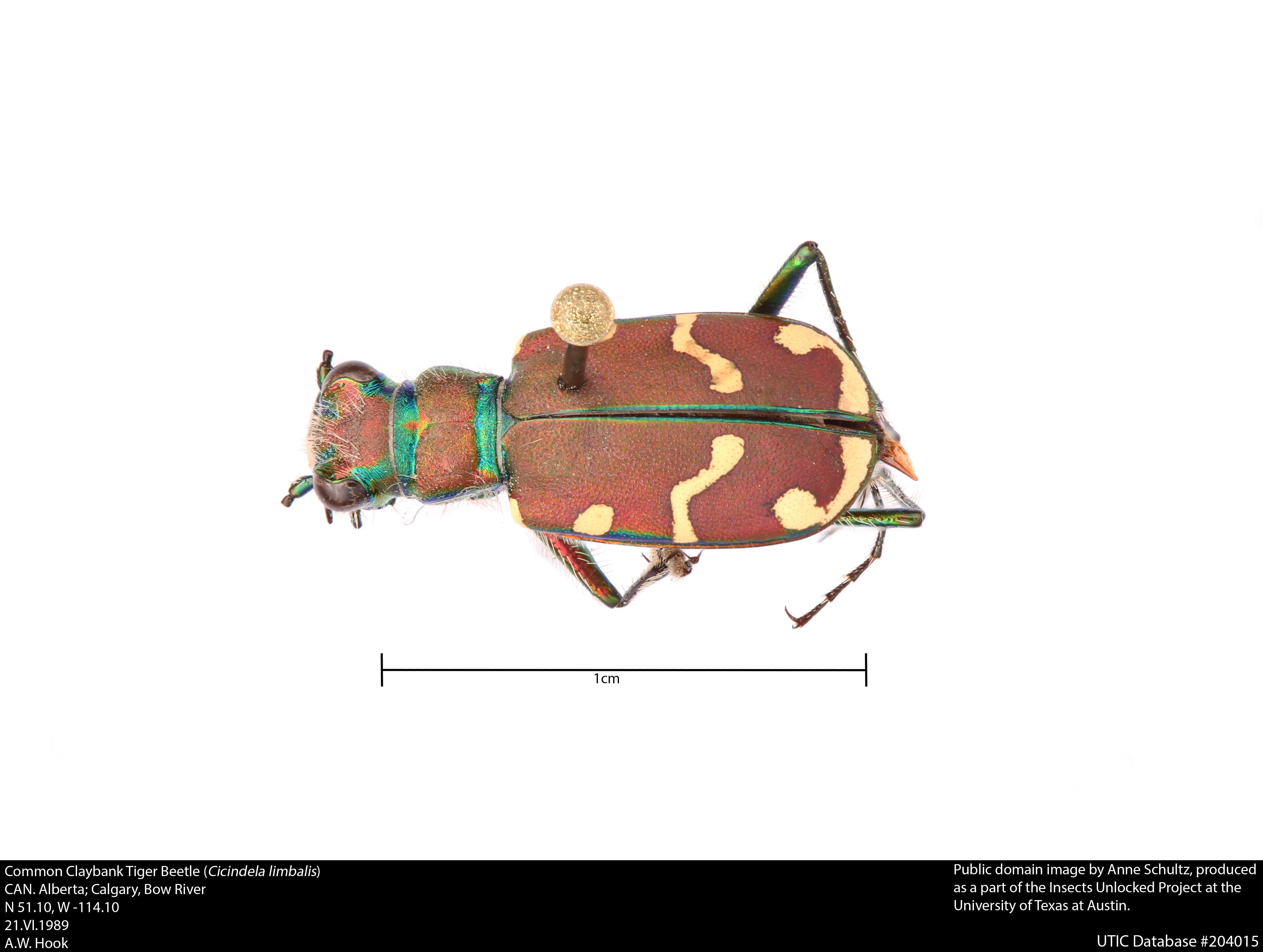 Plancia ëd Cicindela (Cicindela) limbalis Klug 1834