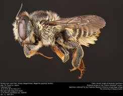 Image of Parallel Leaf-cutter Bee