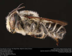 Megachile mendica Cresson 1878 resmi