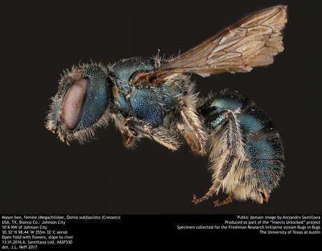 Image of Osmia subfasciata Cresson 1872