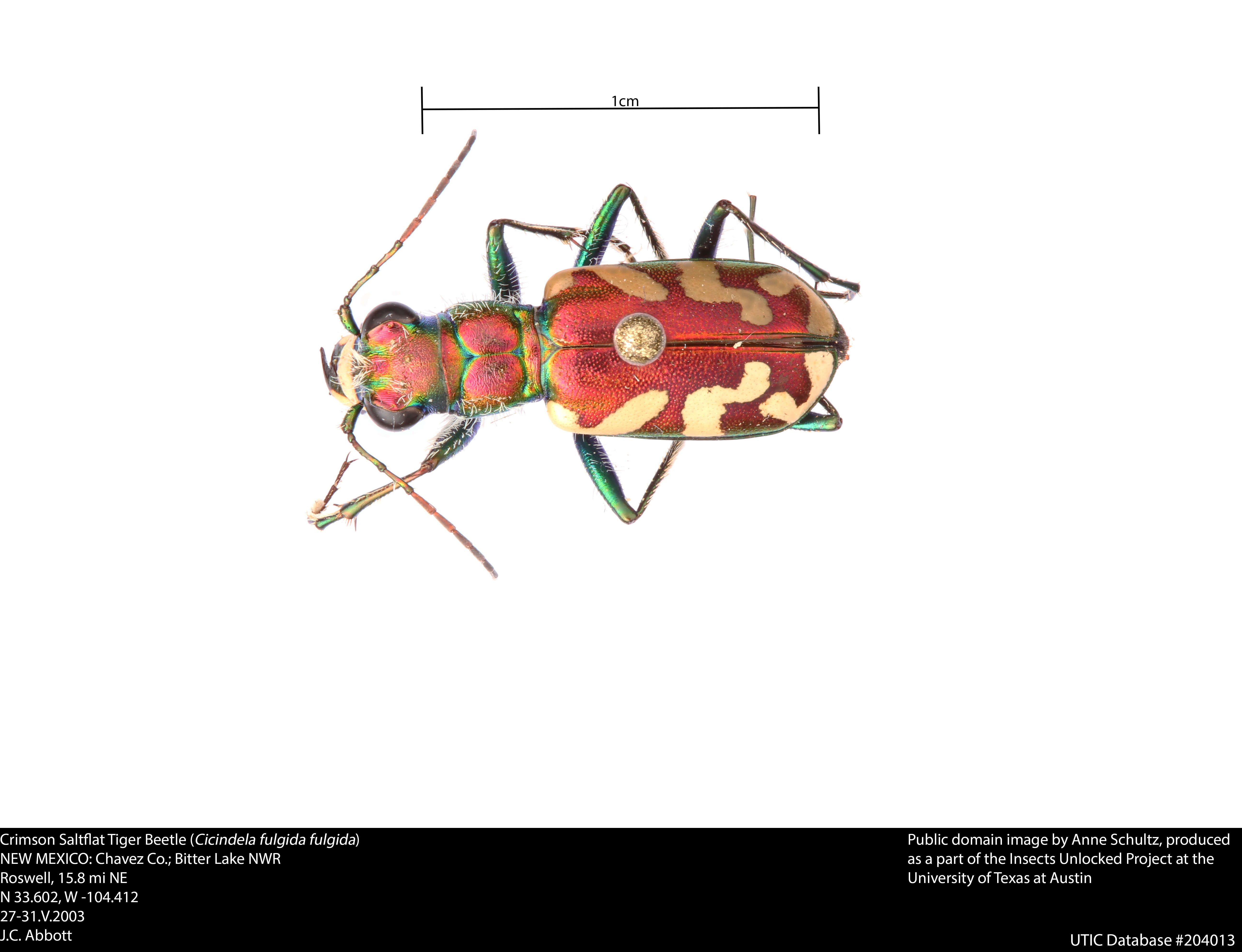 Image of Crimson Saltflat Tiger Beetle