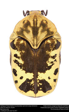 Image of Harlequin Flower Beetle