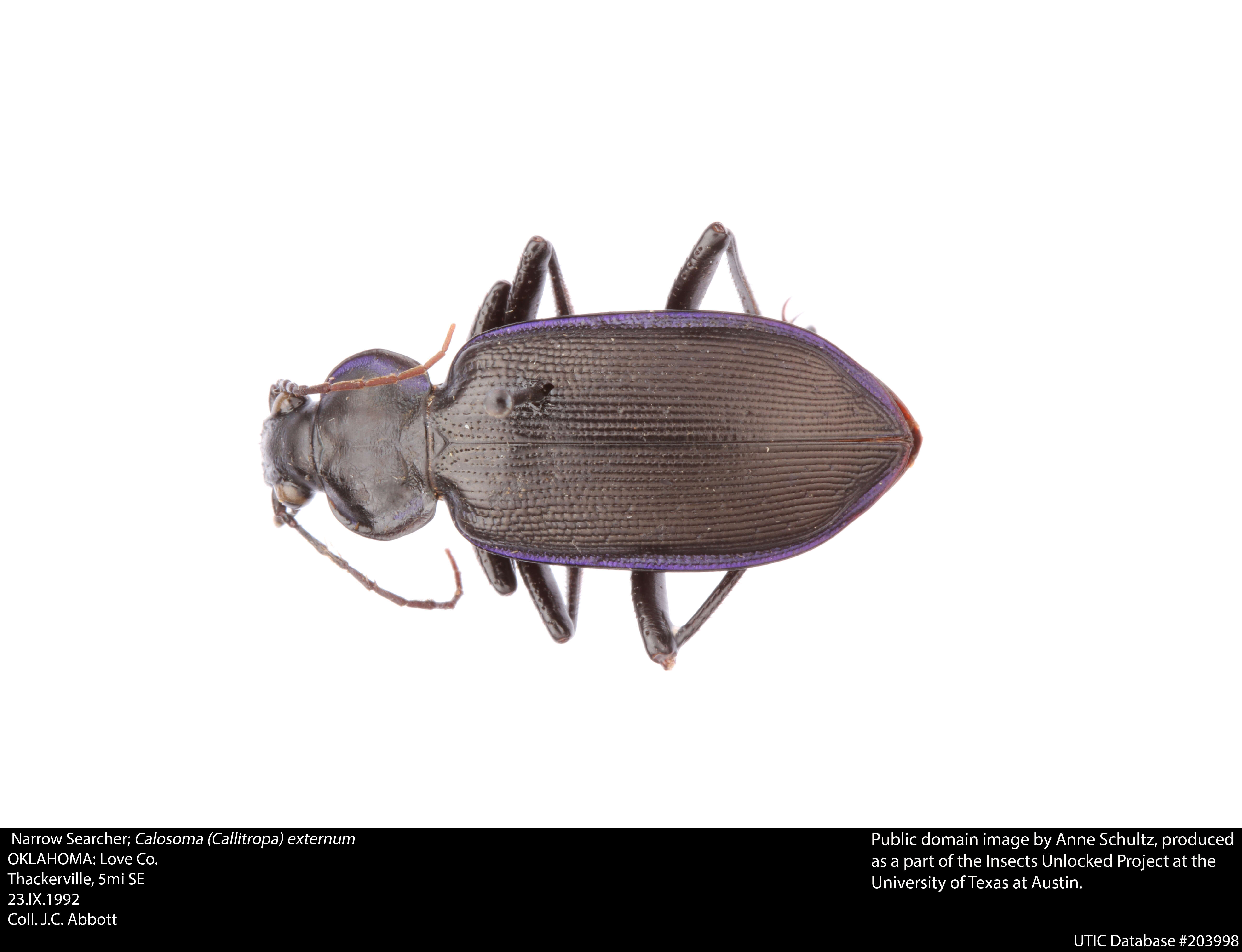 صورة Calosoma (Callitropa) externum (Say 1823)