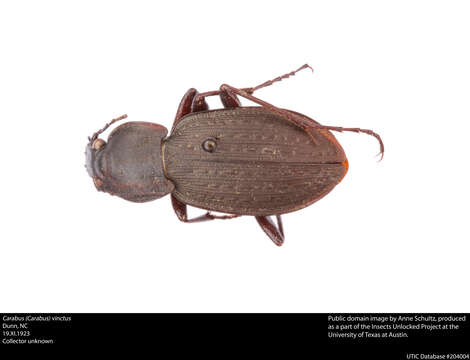 Image of Carabus (Tanaocarabus) finitimus Haldeman 1852