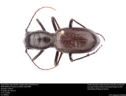 Image of Great Plains Giant Tiger Beetle
