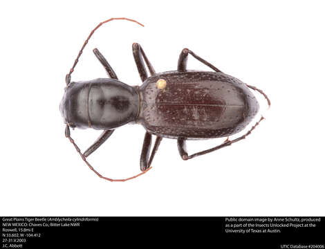 Image de Amblycheila cylindriformis (Say 1823)