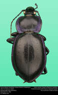 Image of Carabus (Tanaocarabus) finitimus Haldeman 1852