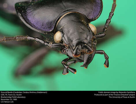 Image of Carabus (Tanaocarabus) finitimus Haldeman 1852